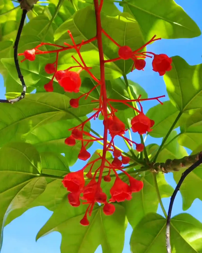 Brachychiton Acerifolius