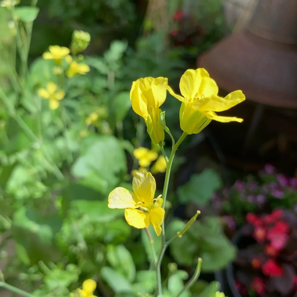 Brassica Carinata