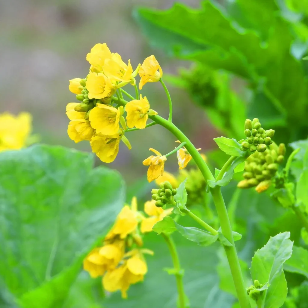 Brassica Napus