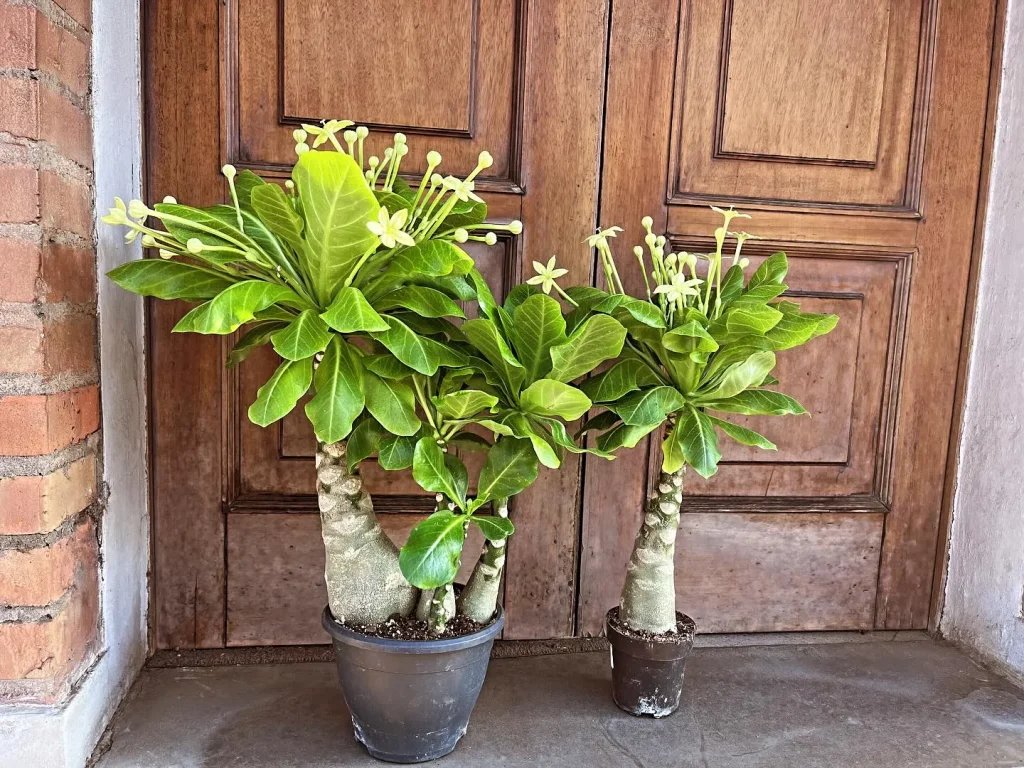 Brighamia Insignis