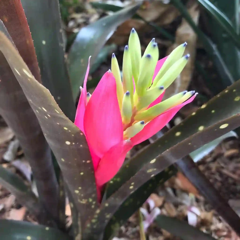 Bromeliad Aechmea