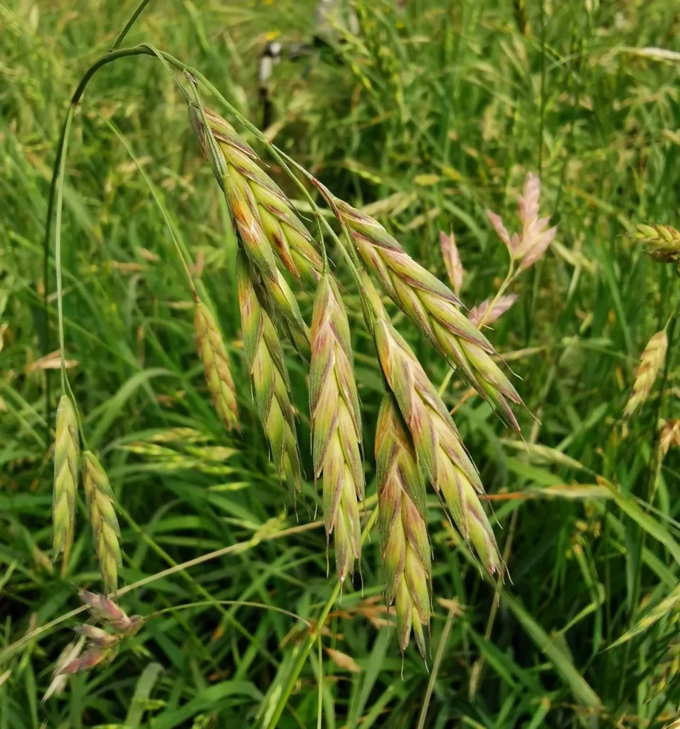 Bromus Catharticus