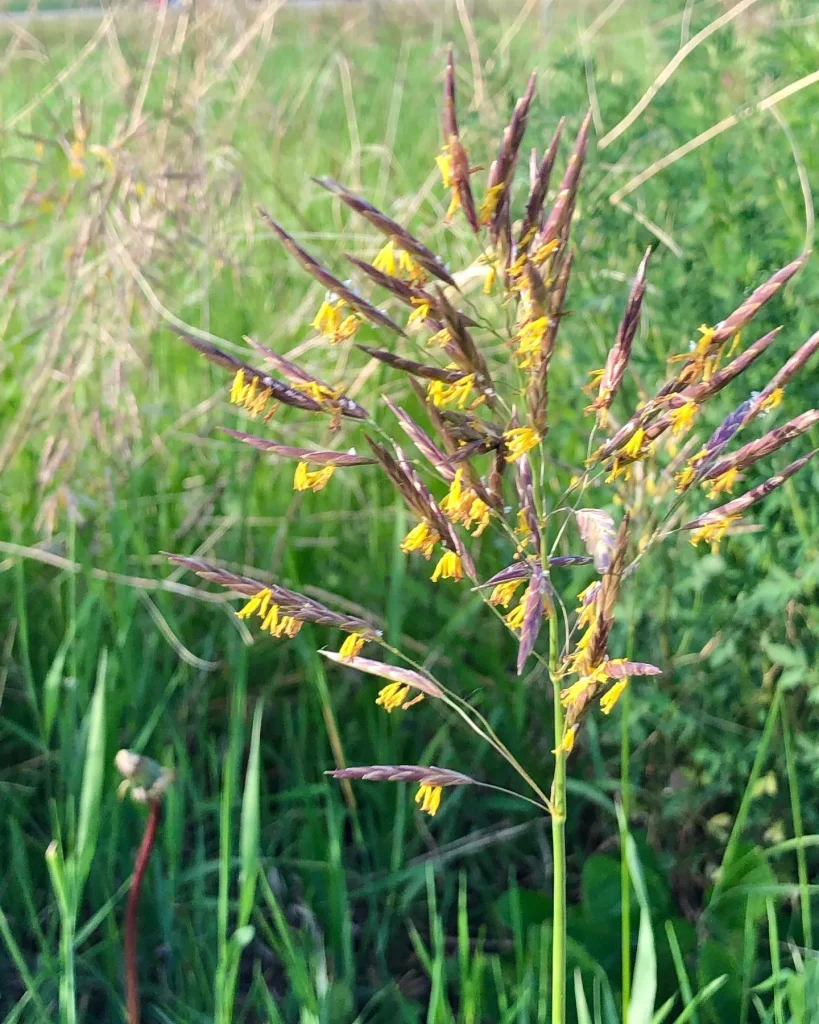 Bromus Inermis