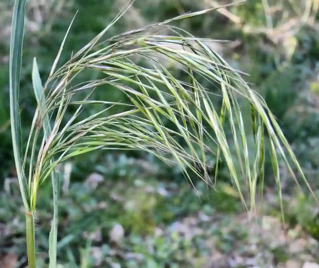 Bromus Tectorum