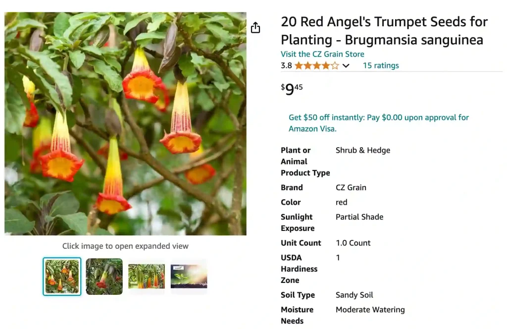 Brugmansia Sanguinea | Monsteraholic