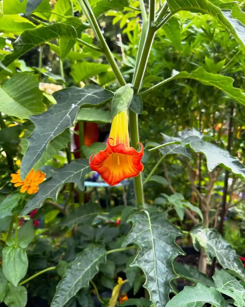 Brugmansia Sanguinea