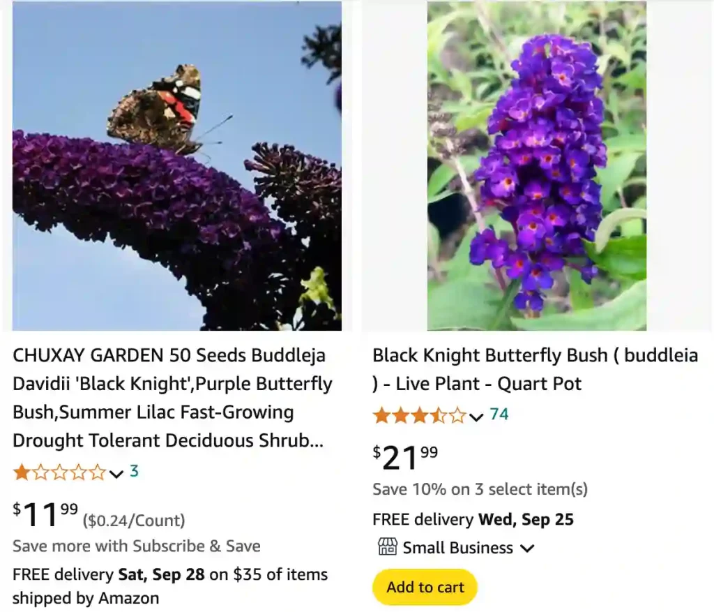 Buddleja Davidii Black Knight | Monsteraholic