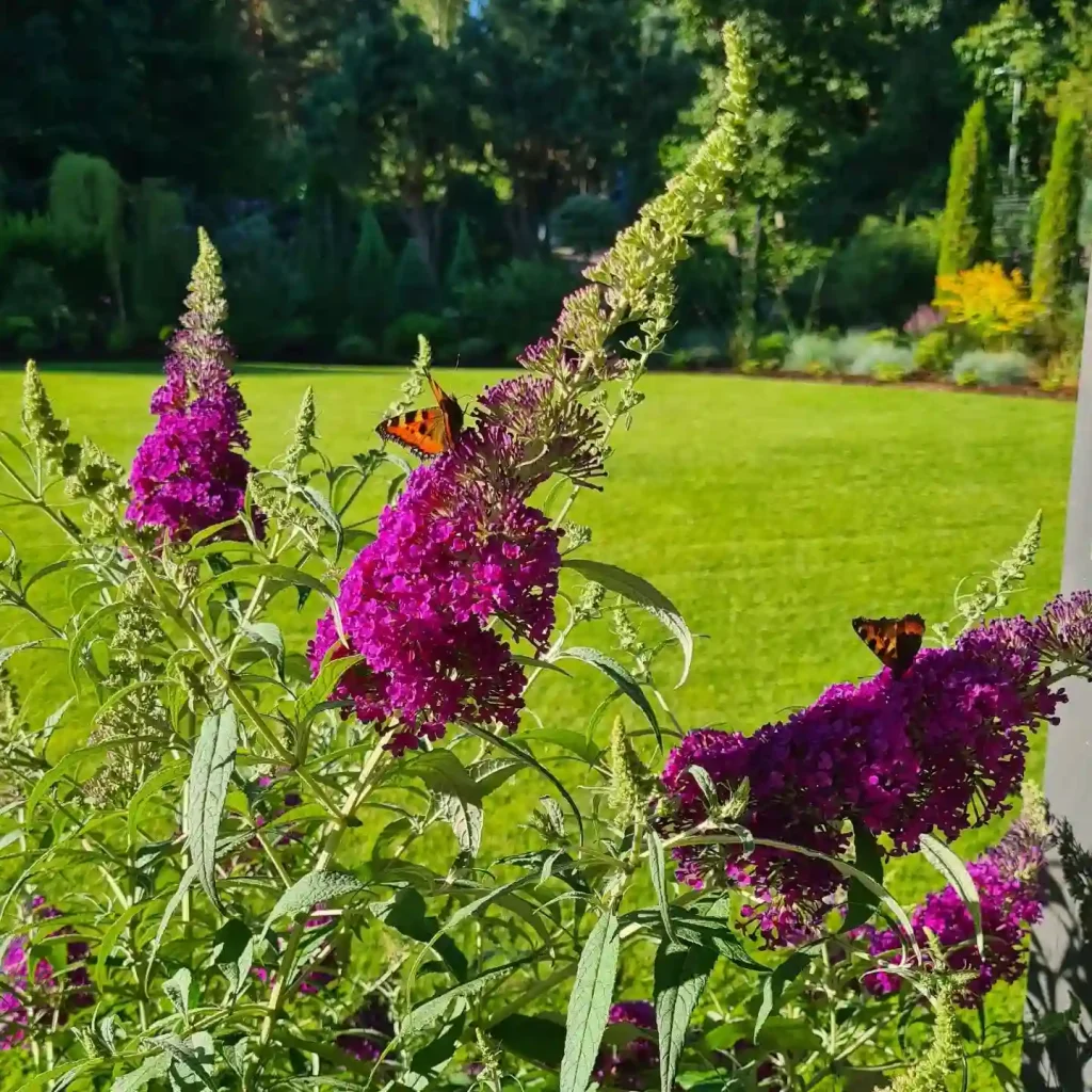 Buddleja Davidii Black Knight