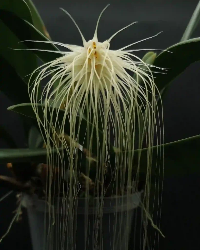 Bulbophyllum Medusae