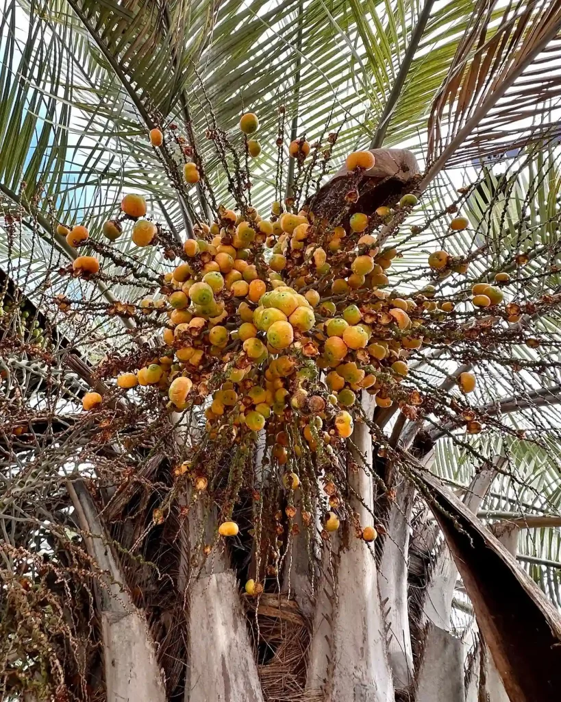 Butia Capitata