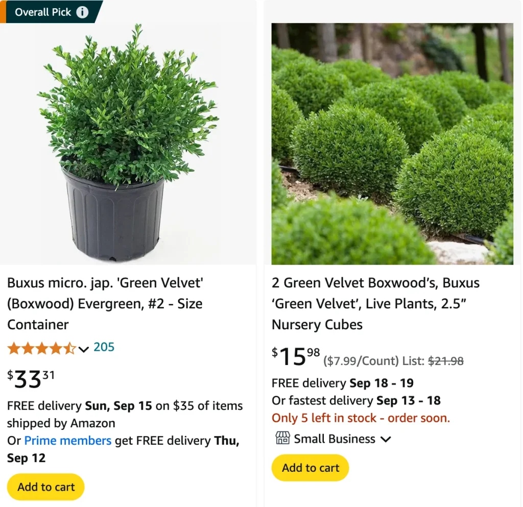 Buxus Green Velvet | Monsteraholic