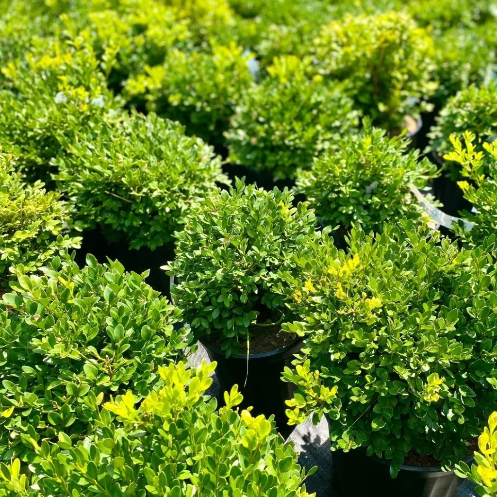 Buxus Green Velvet