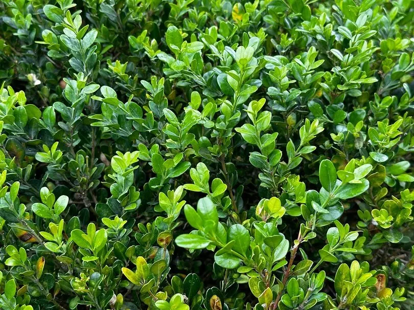 Buxus Sinica