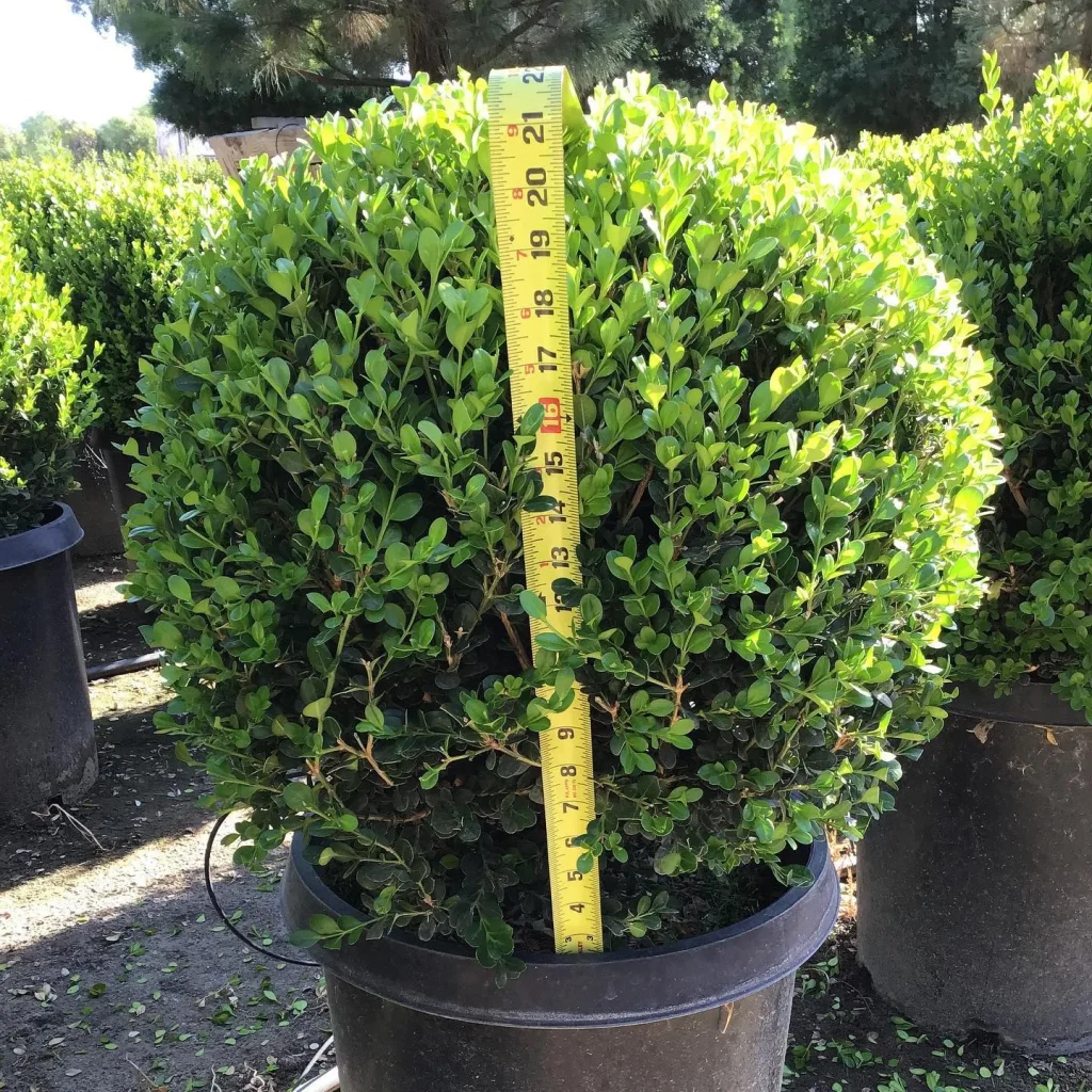 Buxus Winter Gem