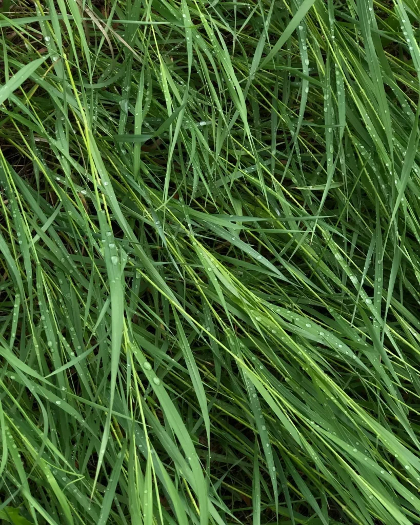 Calamagrostis Canadensis