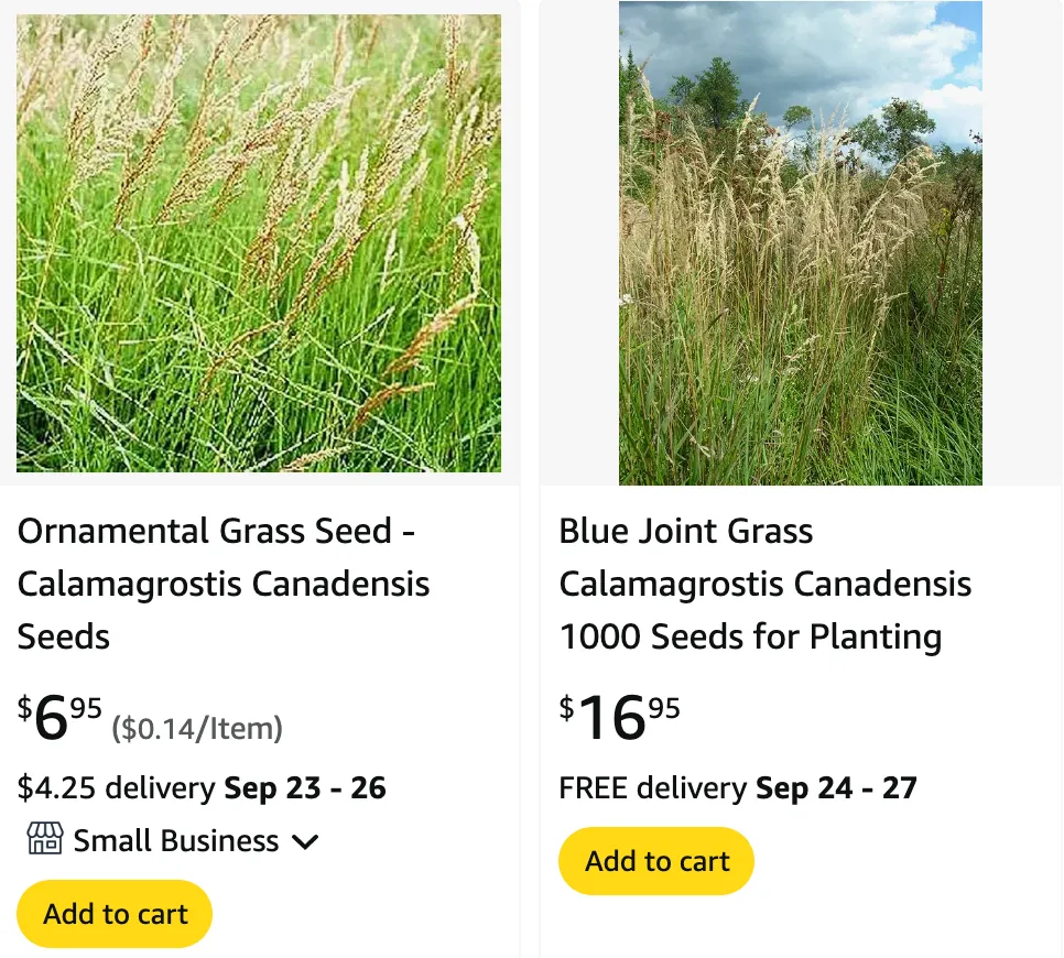 Calamagrostis Canadensis | Monsteraholic