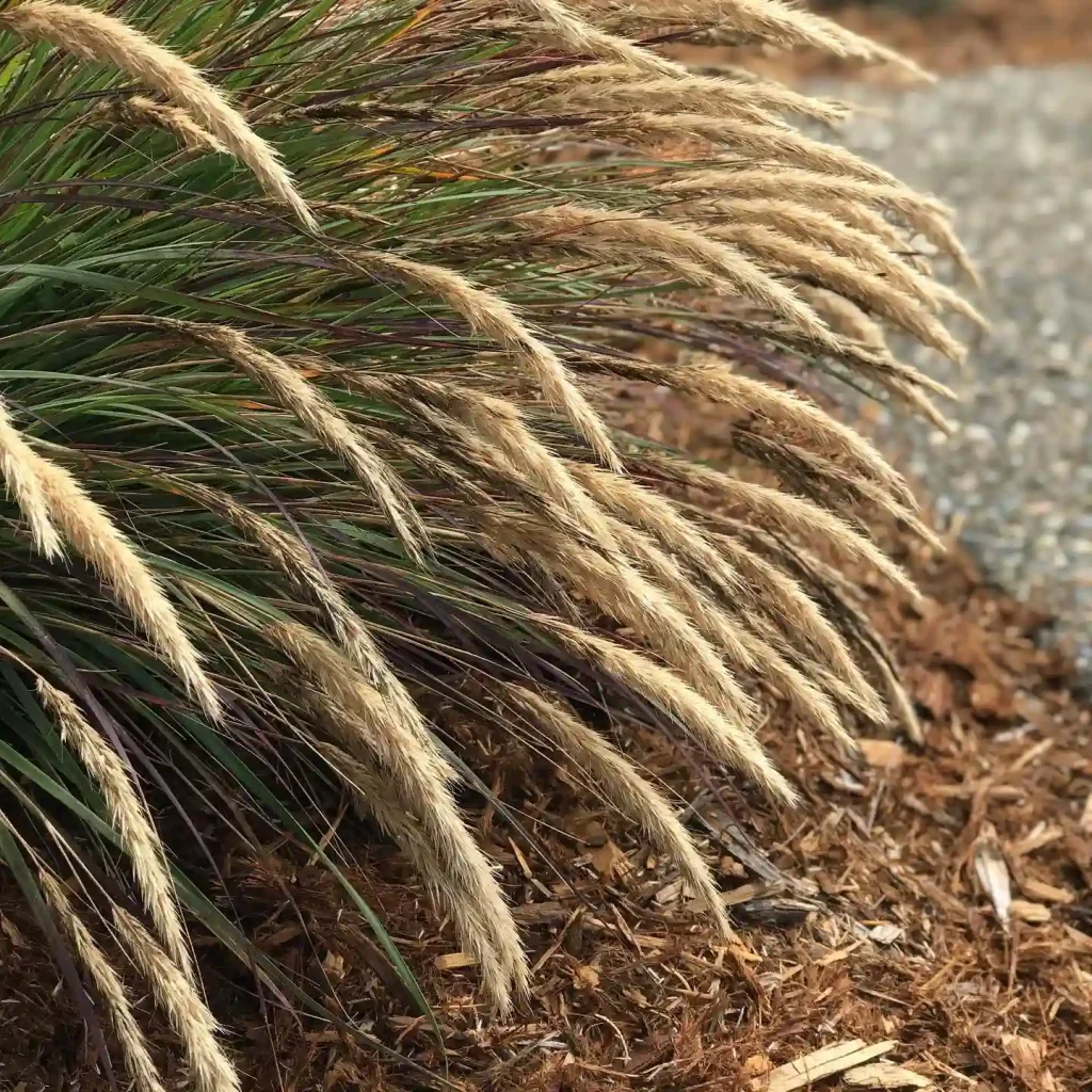 Calamagrostis Foliosa