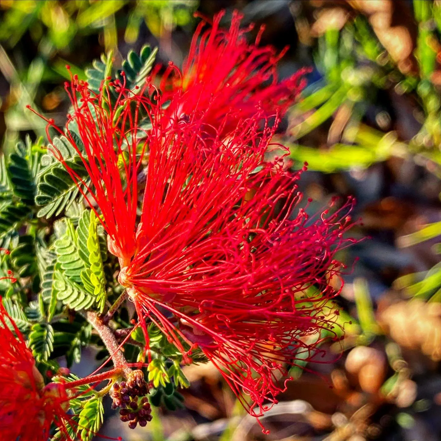 Plant FAQs: California Powder Puff - Calliandra Californica - Baja ...