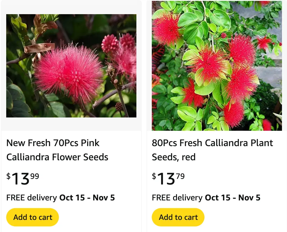 Calliandra Californica | Monsteraholic