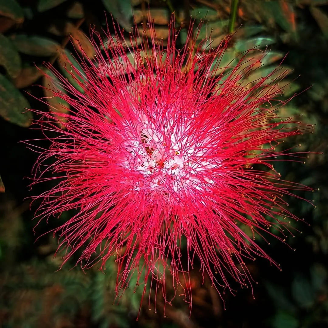 Plant FAQs: Calliandra Haematocephala - Powderpuff Tree