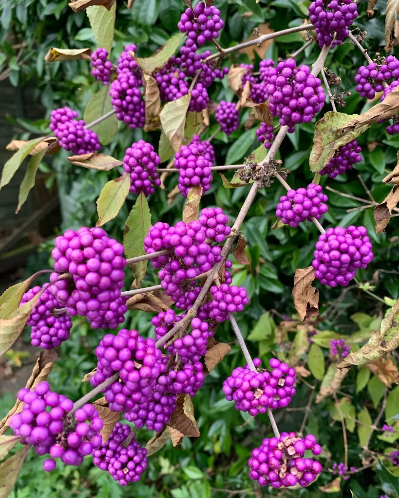 Callicarpa Bodinieri