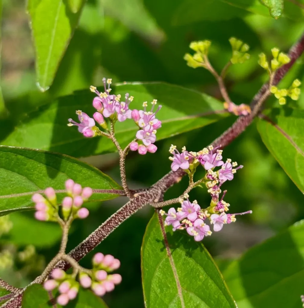 Callicarpa Dichotoma