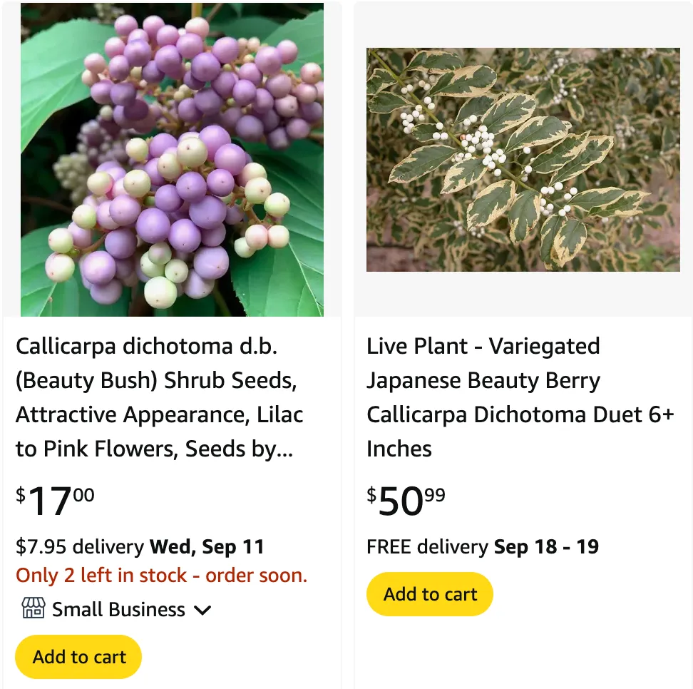 Callicarpa Dichotoma | Monsteraholic