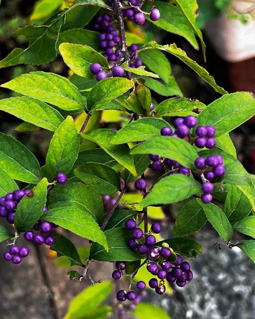 Callicarpa Japonica