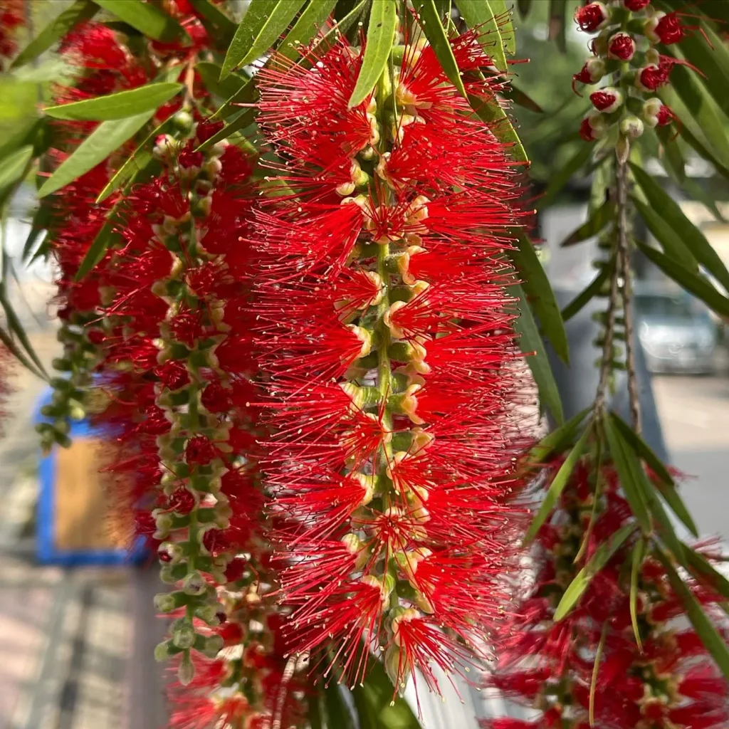 Callistemon Viminalis