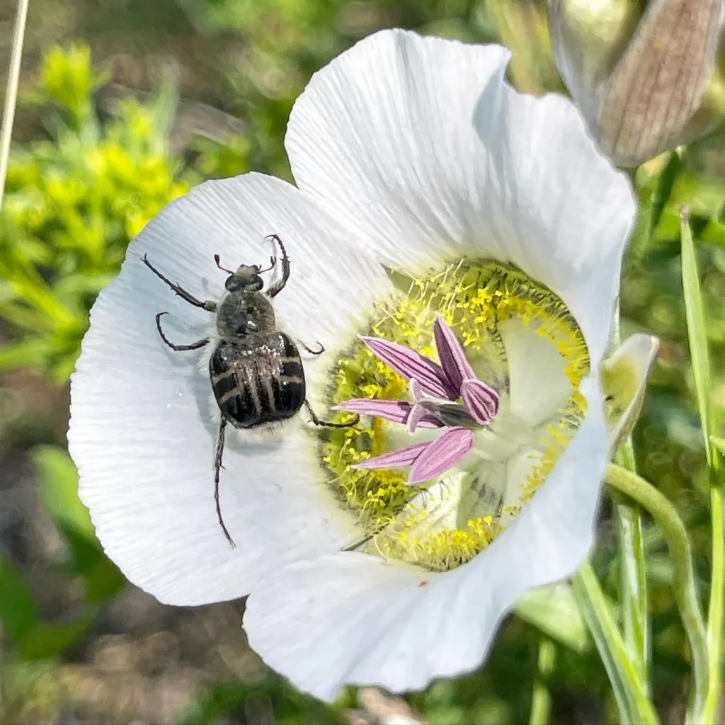 Calochortus