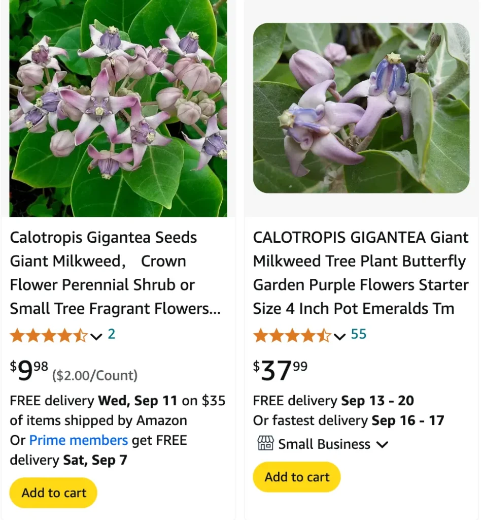 Calotropis Gigantea | Monsteraholic