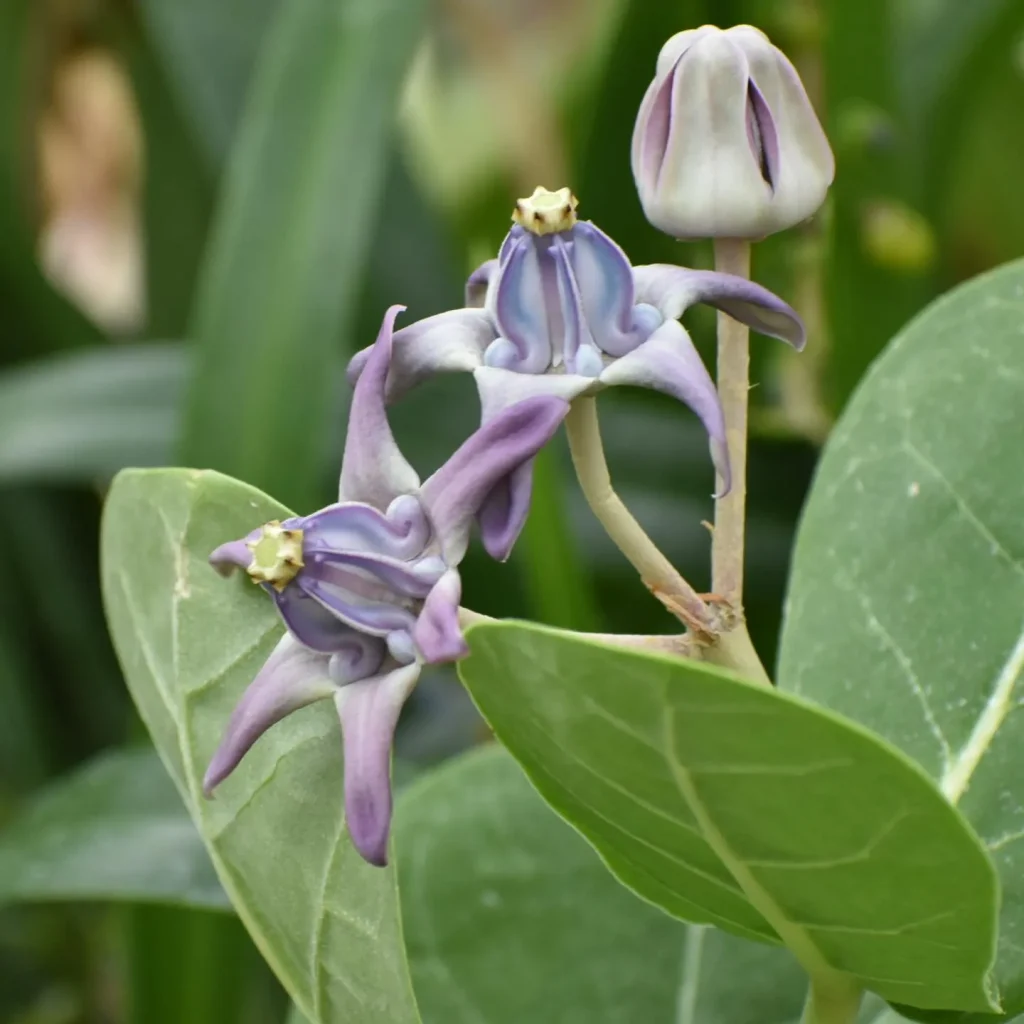 Calotropis Gigantea