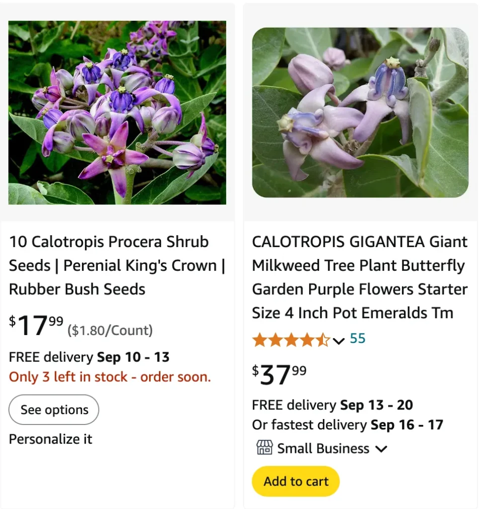 Calotropis Procera | Monsteraholic