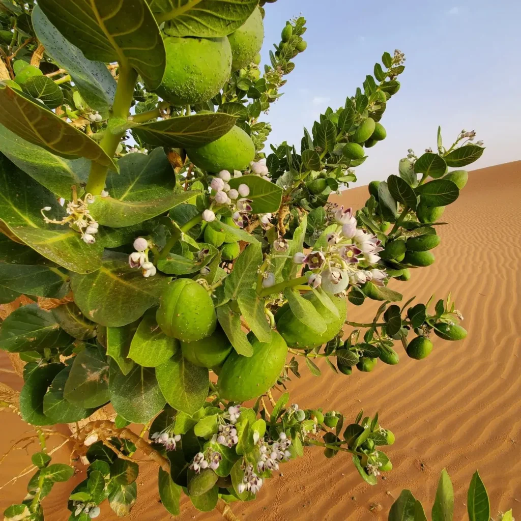 Calotropis Procera