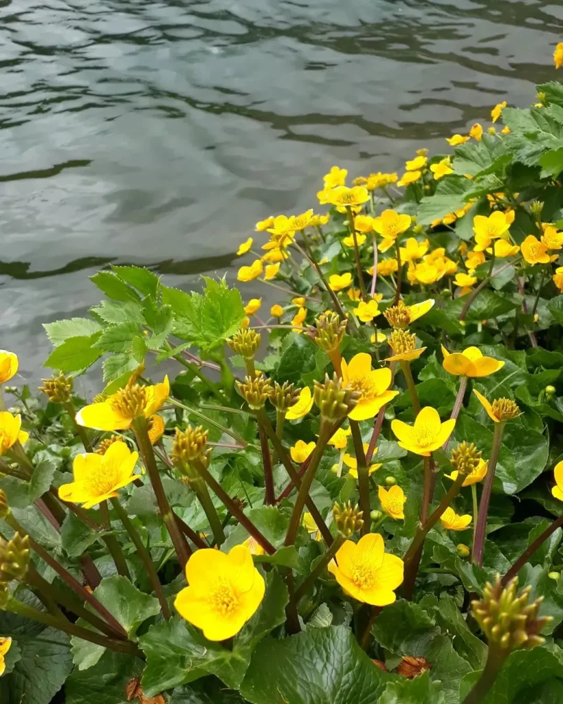 Caltha Palustris