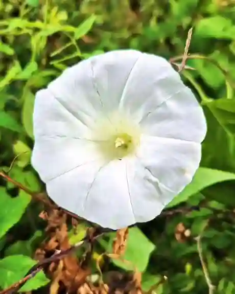 Calystegia Sepium