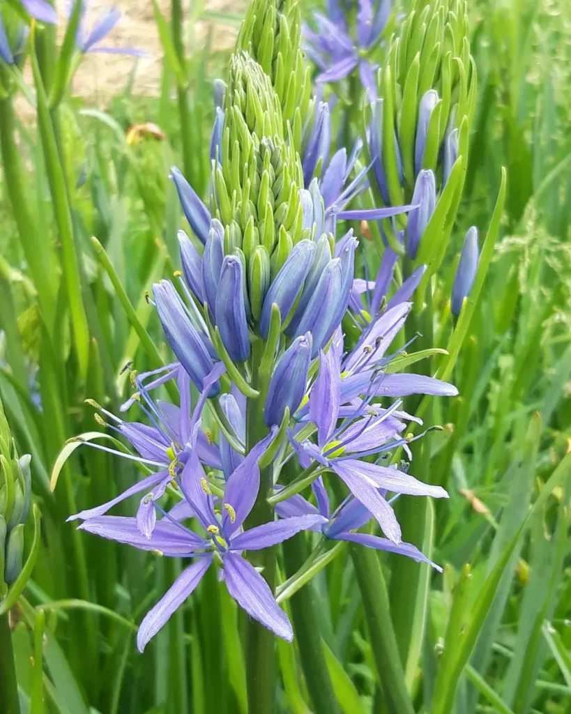 Camassia Leichtlinii