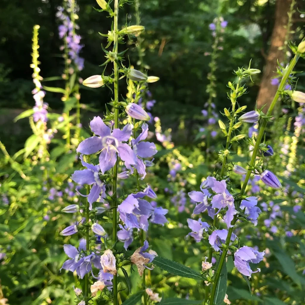 Campanula Americana