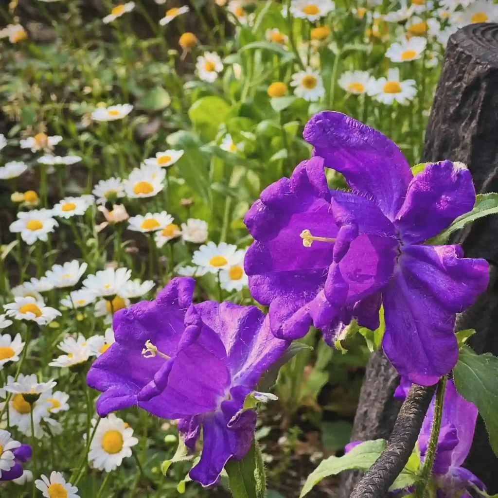 Campanula Medium