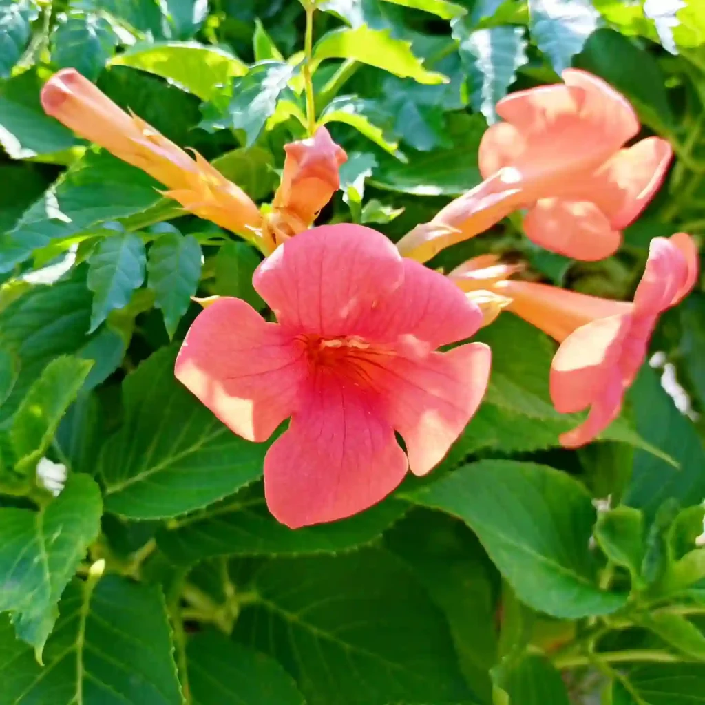 Campsis Grandiflora