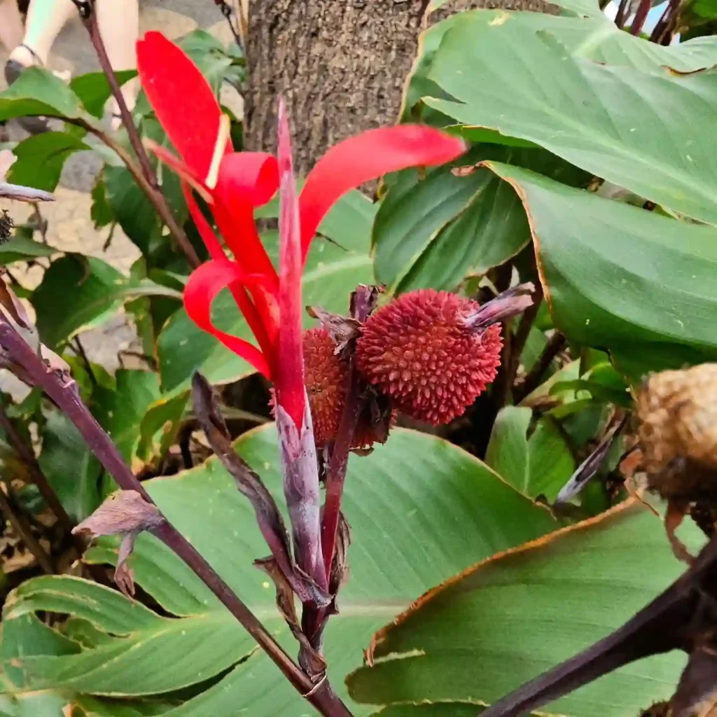 Canna Coccinea