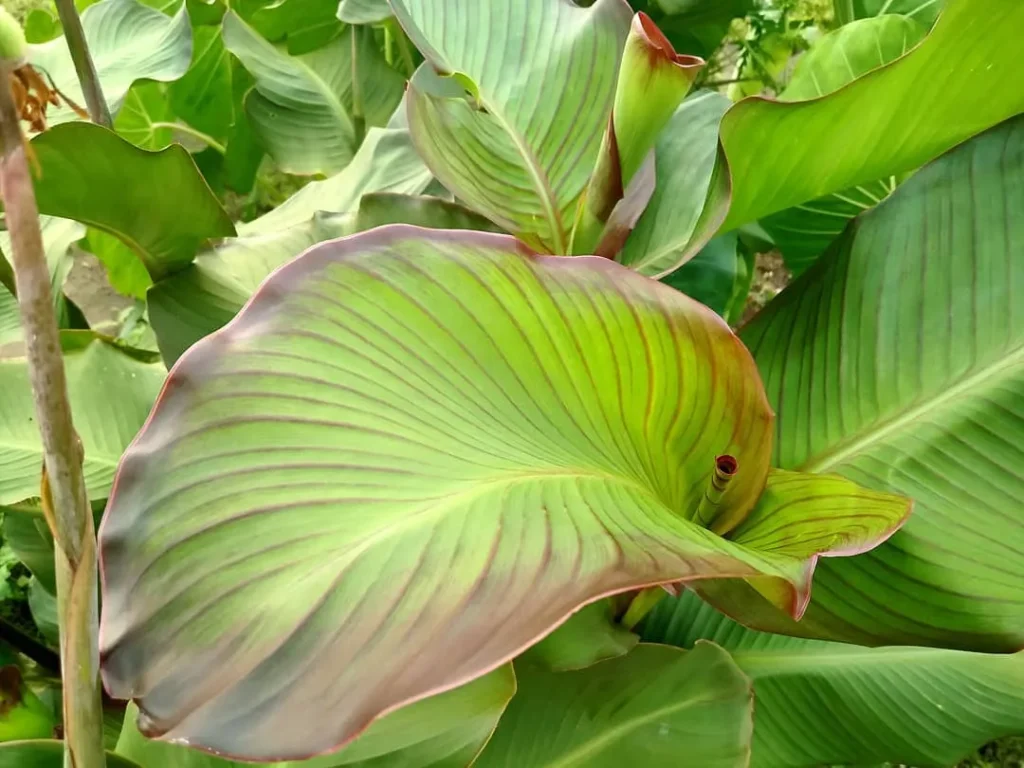 Canna Discolor