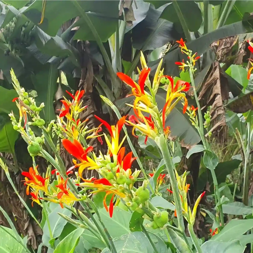 Canna Paniculata