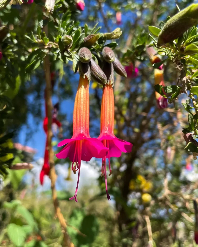 Cantua Buxifolia