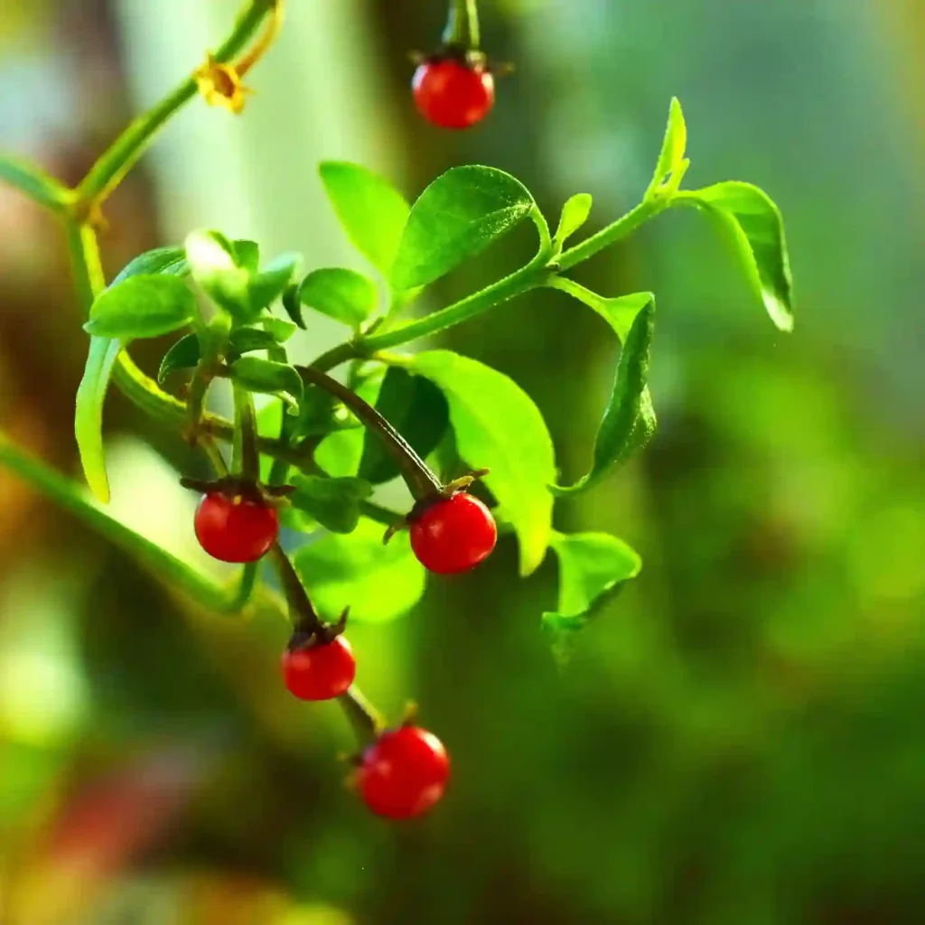 Capsicum Cardenasii