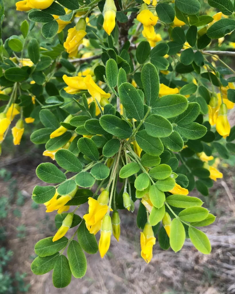 Caragana Arborescens