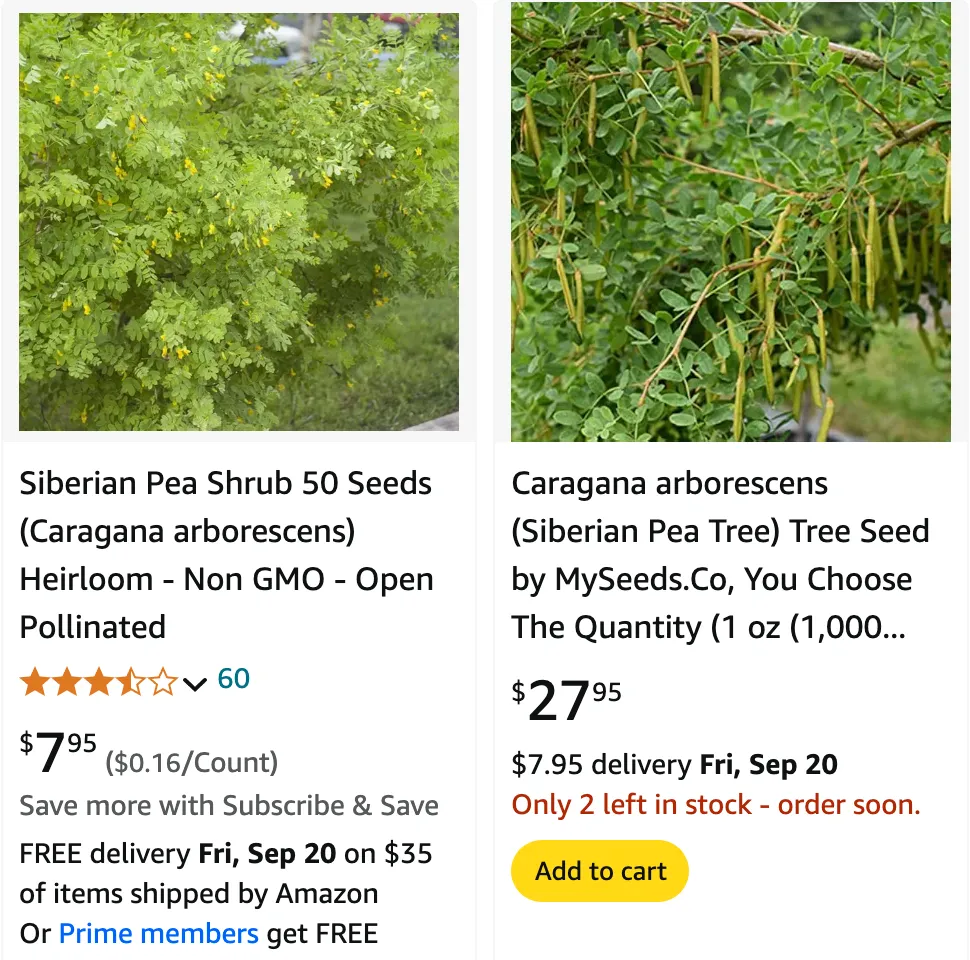 Plant FAQs: Caragana Arborescens - Siberian Peashrub