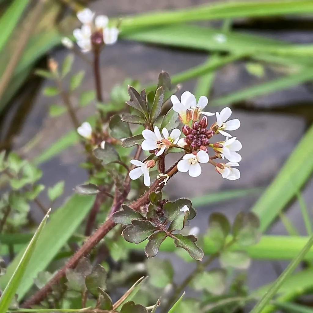 Cardamine Flexuosa