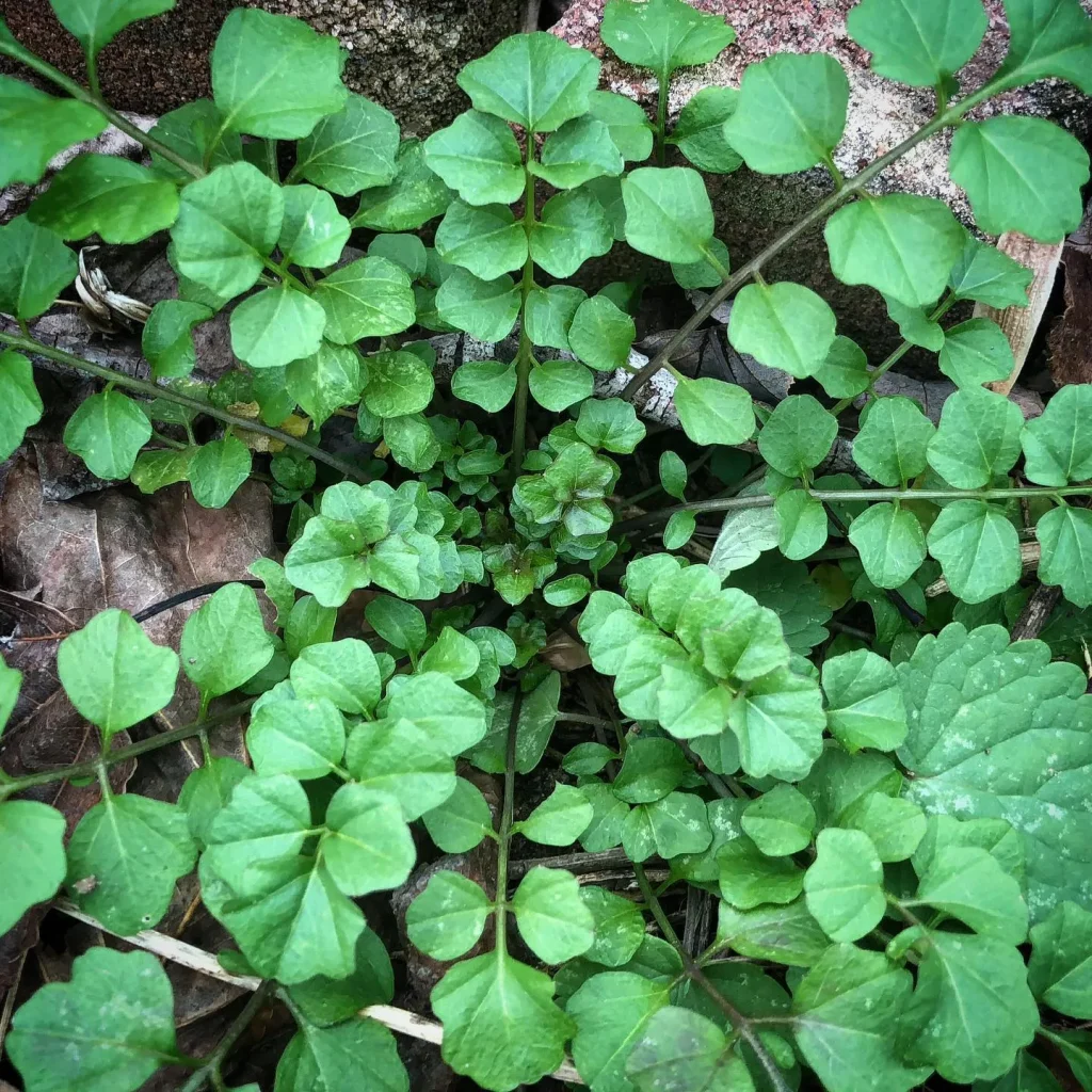 Cardamine Hirsuta