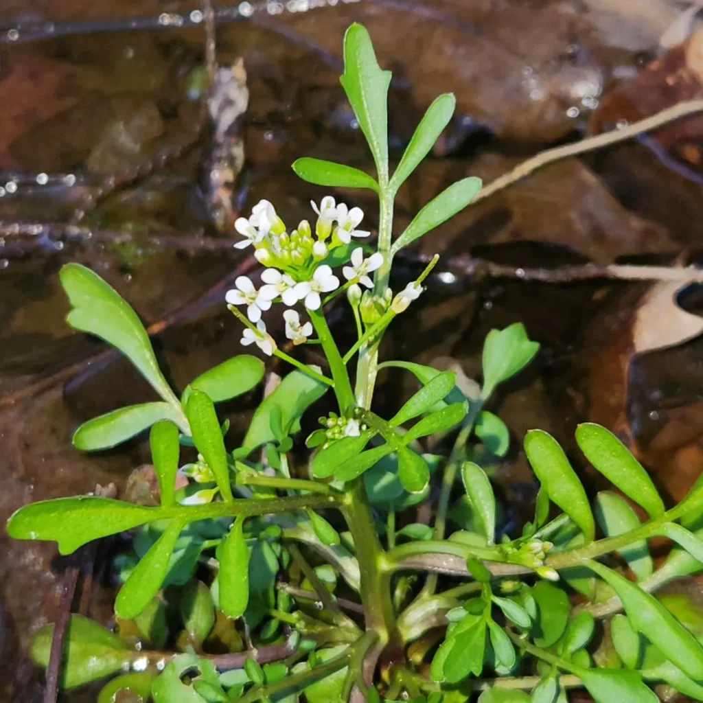 Cardamine Pensylvanica